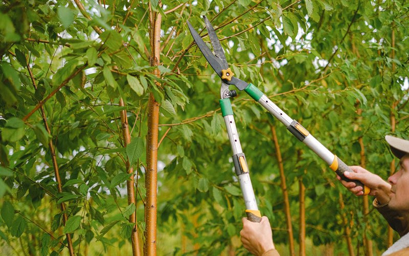 Tree trimming in Truesdale, IA